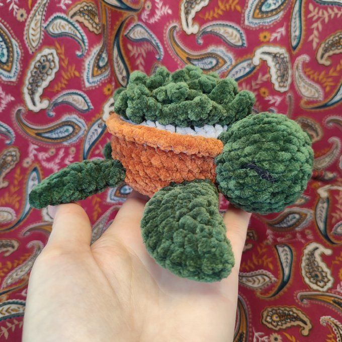 Tortue succulente